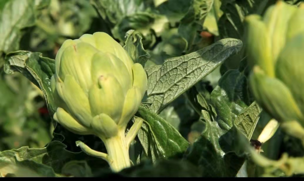 Cloud Watch Heking 100 tons of artichoke raw material extraction