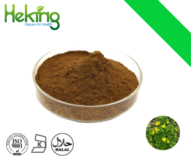 damiana extract