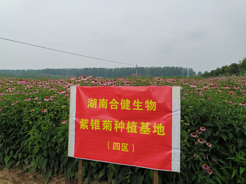 What is cichoric acid, echinacea extract manufacturers interpret the content of each specification